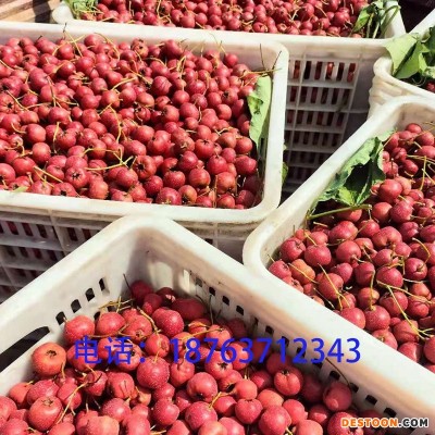 新鲜山楂批发甜红子山楂批发糖葫芦山楂酸甜适中量大从优产地直供