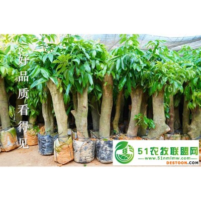 荔枝桩头树就选绿邦农业，荔枝高压大苗占地圈枝苗