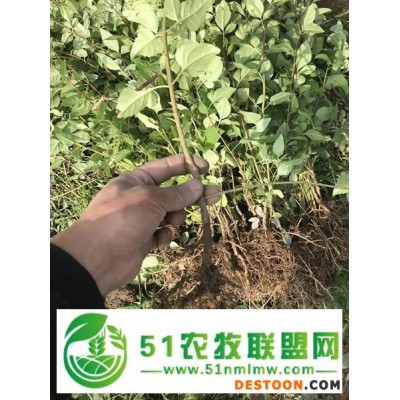 绛县药用连翘苗 种植基地