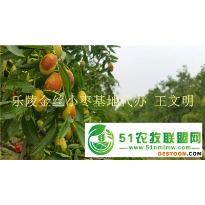 纯*山东冬枣*代办