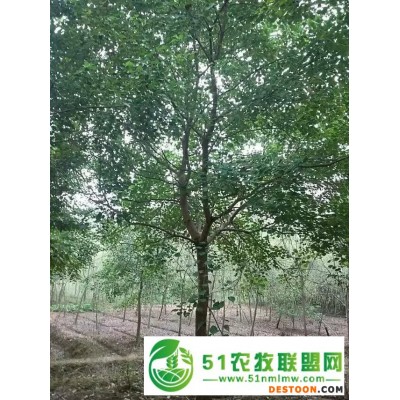 供应**乌桕8公分10公分12公分15公分18公分乌桕较新价格
