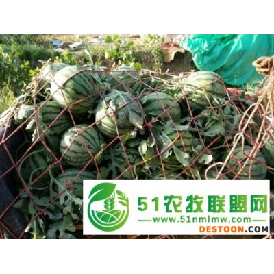 河南开封西瓜-开封西瓜-河南西瓜代办