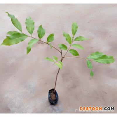 苗圃直供龙眼果树苗盆栽花卉室内绿色植物庭院观赏苗木