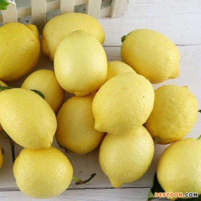 新鲜黄柠檬 尤力克柠檬散装 一级果果园批发新鲜水果鲜果