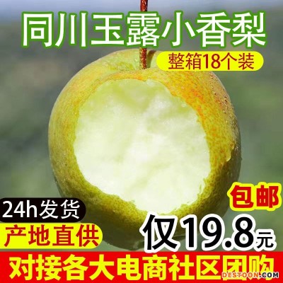 同川玉露小香梨脆甜梨酥梨子水果新鲜整箱应季批发产地直发