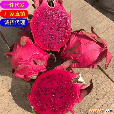 海南金都一号红心火龙果5斤装现摘现发新水果一件代发