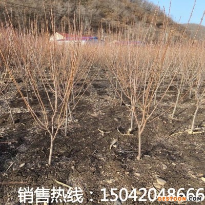 李子树苗3-4公分挂果树苗 庭荫树 南北方种植果树李子苗 基地供应