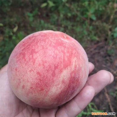 蒙阴蜜桃，自然条件和悠久的种植历史，被评为"中国蜜桃之都"