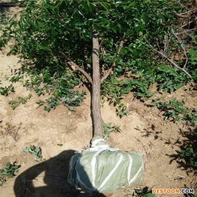 枣树苗 龙枣树苗 蟠枣苗 冬枣树苗 3公分枣树苗价格 造型枣树