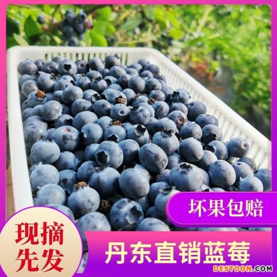 丹东蓝莓鲜果现摘现发水果蓝莓孕妇宝宝辅食当季顺丰空运箱装蓝莓