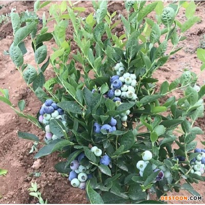 蓝莓苗果树苗盆栽批发地栽果园南方北方种植阳台庭院四季树苗好种