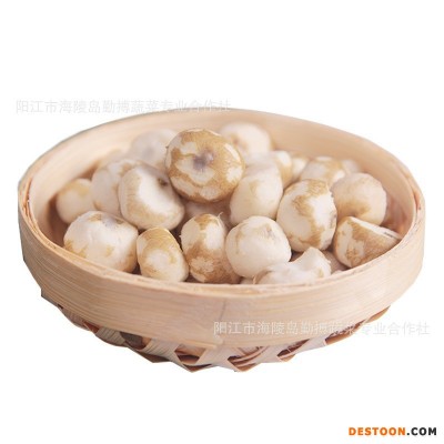 阳江市海陵镇特产珍珠马蹄直供椰子鸡配料小马蹄茡荠