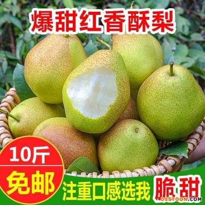 现摘红香酥梨10斤整箱当季新鲜水果批发脆甜多汁香梨酥梨一件代发