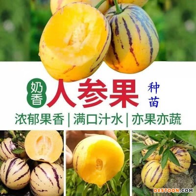 人参果苗秧长寿紫茄果人生果籽盆栽大苗当年结果南北方种植试种