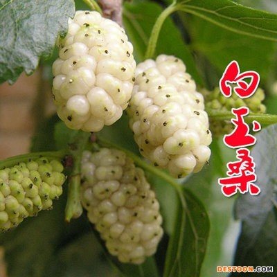桑葚苗 桑树果苗 四季桑果 台湾长果桑 桑树苗 南方北方当年结果