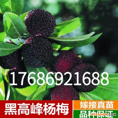 东魁杨梅苗果树苗 正宗嫁接杨梅树苗 特大早熟南北方种植当年结果