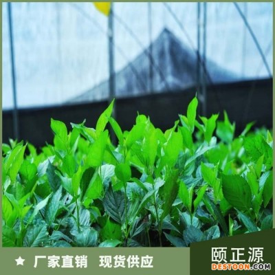 樱桃树苗 品种繁多 产量高 品种纯 易成活 可盆栽地栽 颐正源
