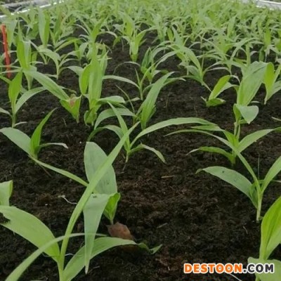 白芨苗 种苗批发厂家 优质 大量供应