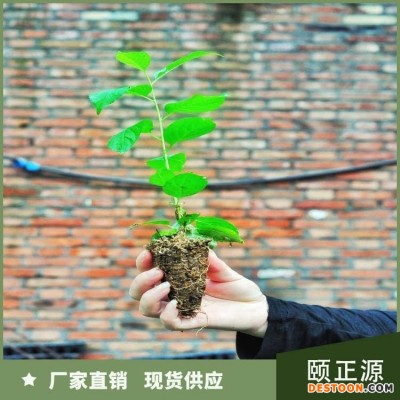 车厘子苗 嫁接矮化 丰产期长 可带土发货 当年结果 颐正源