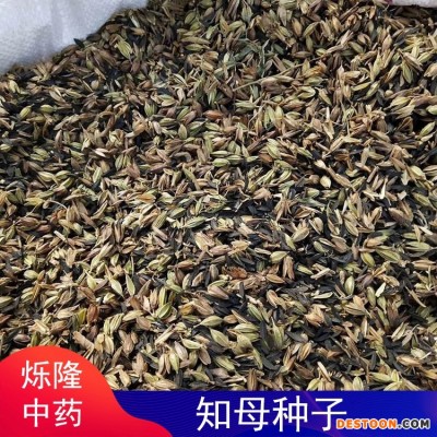 烁隆供应 中药知母种子 春秋二季采收 根系发达