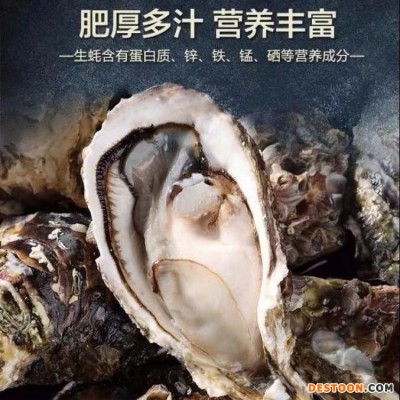 不带壳新鲜活剥大生蚝肉 牡蛎肉 海蛎子 口感细腻 肥沃丰腴 袋装批发