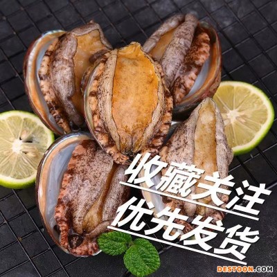【特大号】鲜活大鲍鱼新鲜冷冻个大鲜活海捕超大野生非鲍鱼干活体