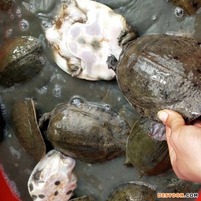 甲鱼7-9两外塘冷水小甲鱼苗中华鳖苗养殖卤味王八童子鳖水鱼批发