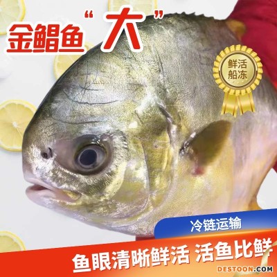 大号鲳鱼鲜活水产金鲳鱼活冻生鲜深海白鲳鱼海鱼肉海昌鱼平 批发