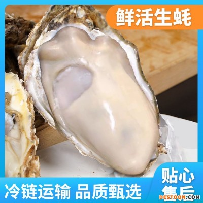 生蚝产地批发5斤整箱海鲜鲜活水产海蛎子带壳牡蛎生蚝一件代发