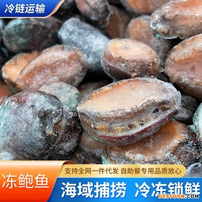 冻鲍鱼带壳小鲍鱼海鲜水产贝类散装中餐酒店佛跳墙烧烤煲汤捞汁