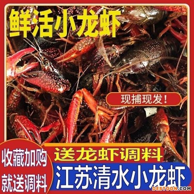 小龙虾批发活的包邮江苏清水养殖稻田清水养殖中青十三香麻辣蒜蓉