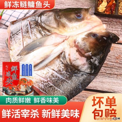 新鲜冷冻花鲢鱼头剁椒鱼头鲢鳙鱼头商用餐饮酒店半成品厂家批发