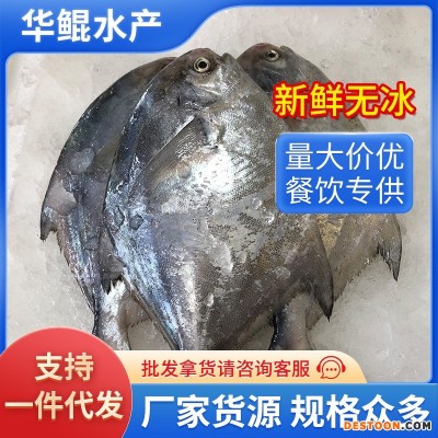 新鲜海捕银鲳鱼舟山鲳鱼深海鱼速冻海鲜水产烧烤食材厂家直销批发