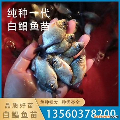苗场直销优质白鲳鱼苗淡水鱼苗批发活体 存活率高鲜活易养殖批发