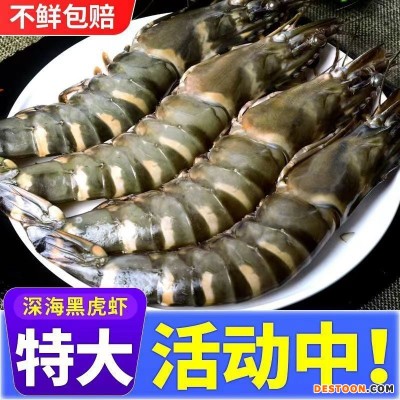 黑虎虾【特大】新鲜海虾老虎大鲜活大虾斑节草虾九节海鲜一件代发
