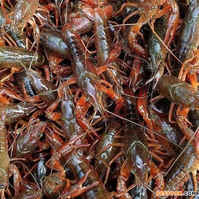 小龙虾活体小龙虾子大虾鲜活新鲜清水虾尾微山湖小青虾特大号虾