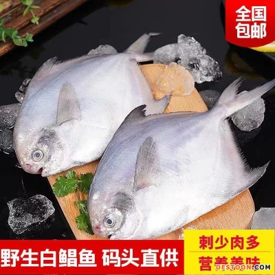自家渔船捕捞东海舟山新鲜鲳鱼大白鲳鱼扁平鱼海捕银鲳鱼海鲜水产