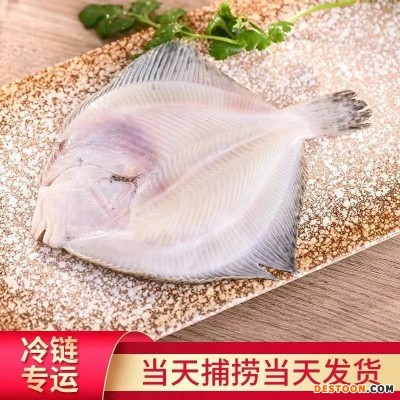 新鲜多宝鱼鲜活比目鱼 海鲜鱼类批发 活冻大菱鲆鸦片鱼鲽鱼石斑鱼