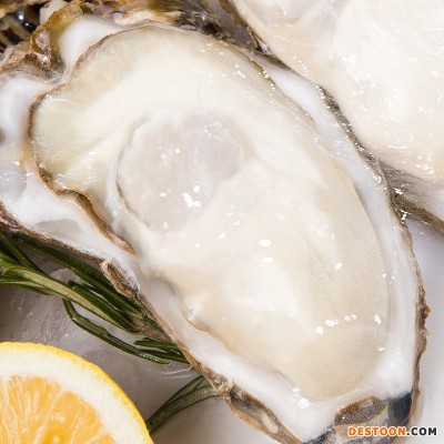 乳山生蚝牡蛎鲜活海蛎子自助海鲜烧烤夜市小吃摊生蚝批发一件代发