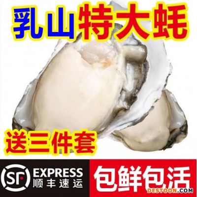 顺丰包邮乳山生蚝新鲜乳山带壳牡蛎特大肥海蛎子海鲜贝类水产批发