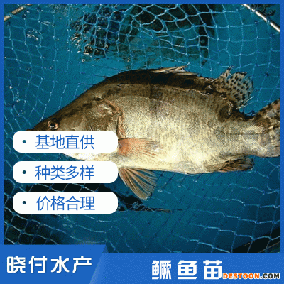 鳜鱼苗桂鱼苗晓付鱼苗淡水鳜鱼苗水产养殖空运包活到家淡水活体