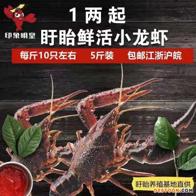 1两起鲜活盱眙十三香龙虾5斤装盱眙洪泽湖鲜活水产养殖清水小龙虾