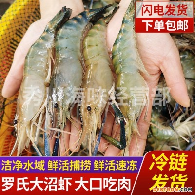 鲜活罗氏沼虾 淡水大虾 河虾 对虾 大头虾海鲜生鲜冷冻大虾基围虾