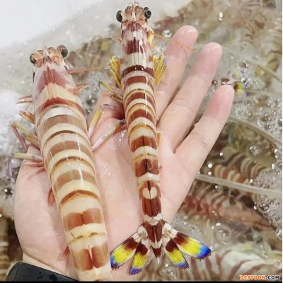 Ⅸ【食材供应】竹节虾斑节虾刺身虾黑虎虾大明虾九节虾非鲜活海虾