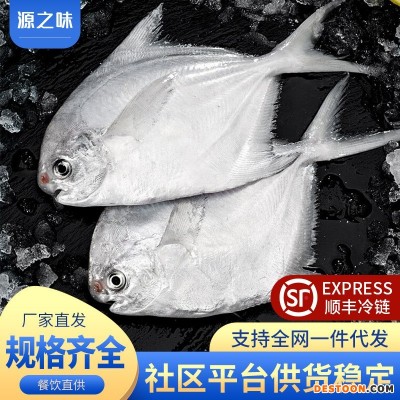 新鲜银鲳鱼海捕平鱼深海鲜活白鲳鱼大号海鲜水产昌鱼新鲜水产非金
