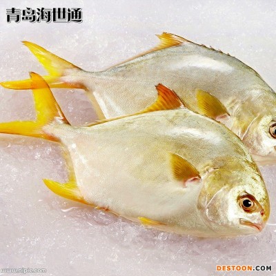 厂家批发 供应 深海网箱 寿司级 金鲳鱼 新鲜金鲳鱼