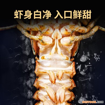 波士顿龙虾大波龙鲜冻海鲜速冻澳洲澳龙超大特大