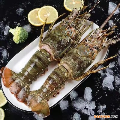 厂家直供冰鲜生冻小青龙龙虾水产批发酒店餐饮专供