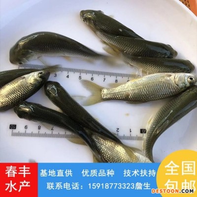 淡水人工养殖 草鲩鱼苗 草鱼苗 可活体运输-春丰水产