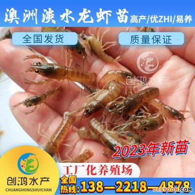 【2023年新苗】澳洲淡水小龙虾苗 蓝色澳虾苗 观赏鱼 淡水龙虾苗
